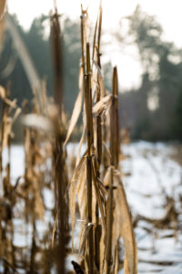 Maize in winter Maize in winter